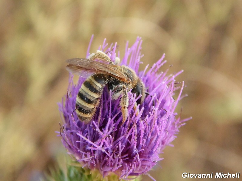 Hymenoptera del Parco del Ticino